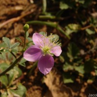 Cleome chelidonii L.f.